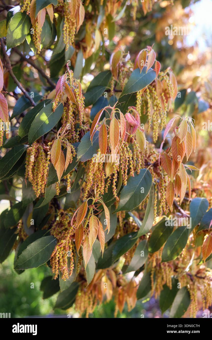 La vue des fleurs et inflorescences du chêne bleu japonais (Quercus glauca) dans l'arboretum de Sotchi au printemps. Sotchi. Krasnodar Krai. Banque D'Images