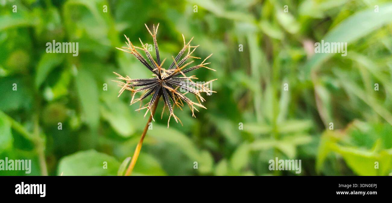 Tête de graine de Bidens avec des barbes accrochées, montrant la stratégie de dispersion naturelle et l'adaptation complexe des plantes en détail - Image de stock capturée avec un smartphone