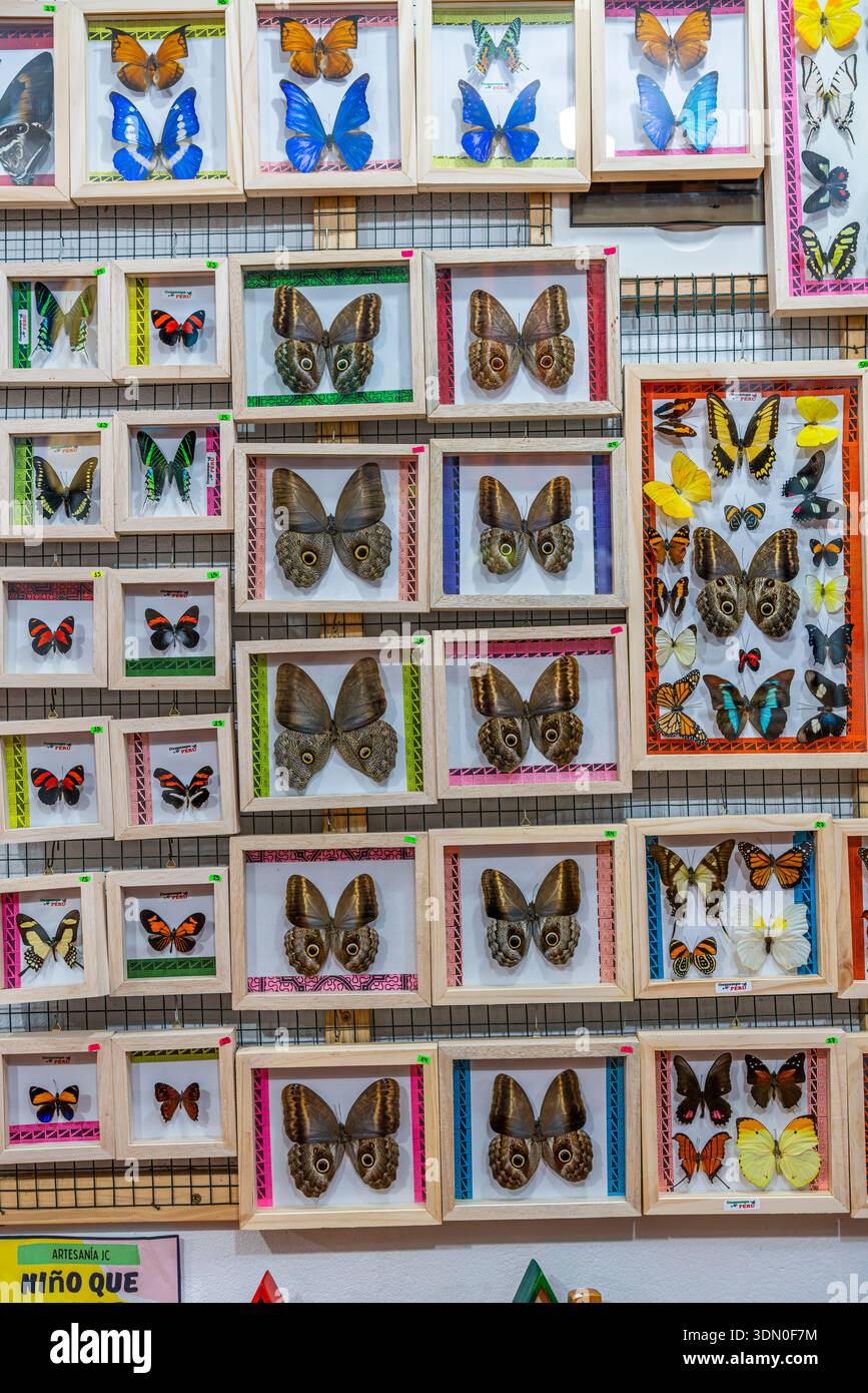 Spécimens de papillon encadrés exposés dans des boîtes en bois à vendre dans une boutique de cadeaux locale à Oxapampa Pérou voyage tourisme décor nature. Banque D'Images