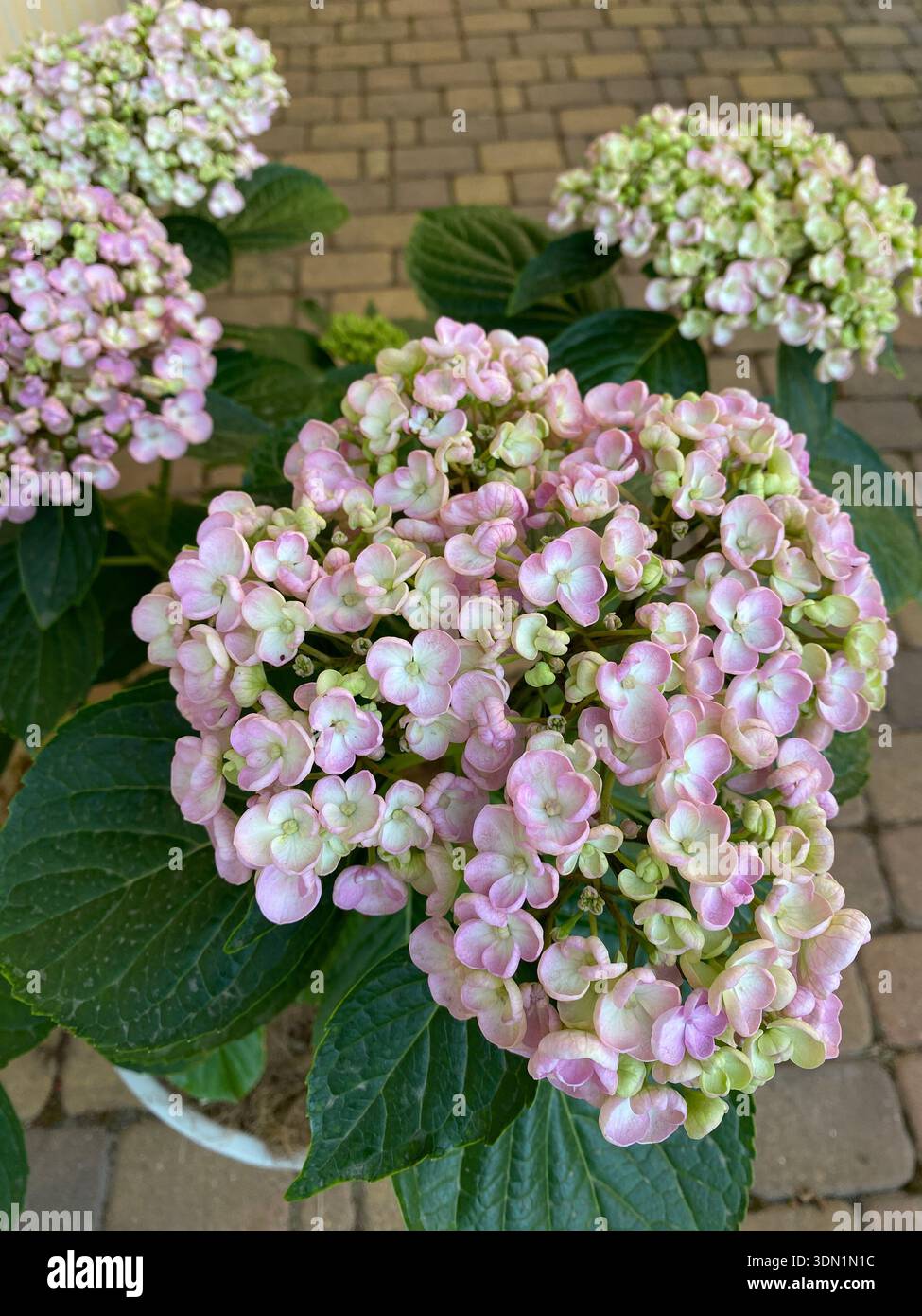 Hydrangea macrophylla ayesha. Délicat fond floral rose hortensia. Fleurs violettes, blanches et roses Banque D'Images