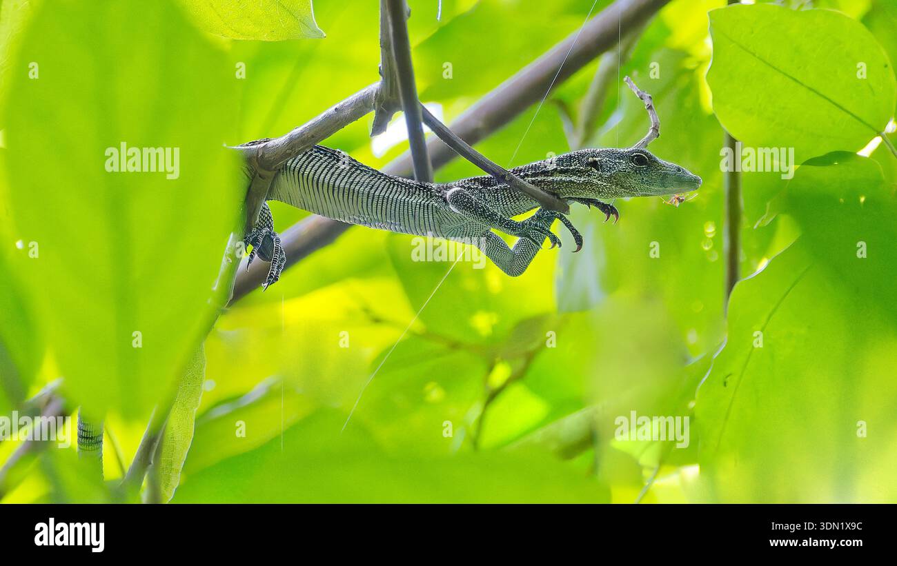 Admirez un Goanna (Varanus keithhornei) rare dans la canopée, se prélassant dans la forêt tropicale verdoyante au sommet des arbres à Iron Range, Cape York, Queensland Banque D'Images