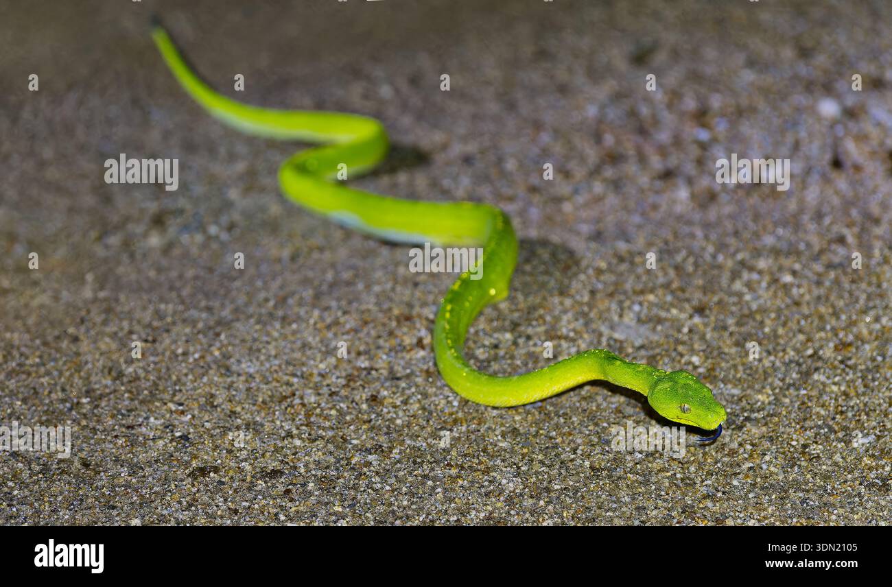 Plan large du corps entier d'un vibrant Python vert du Sud (Morelia viridis) traversant une piste sablonneuse la nuit à Iron Range, Cape York, Australie Banque D'Images