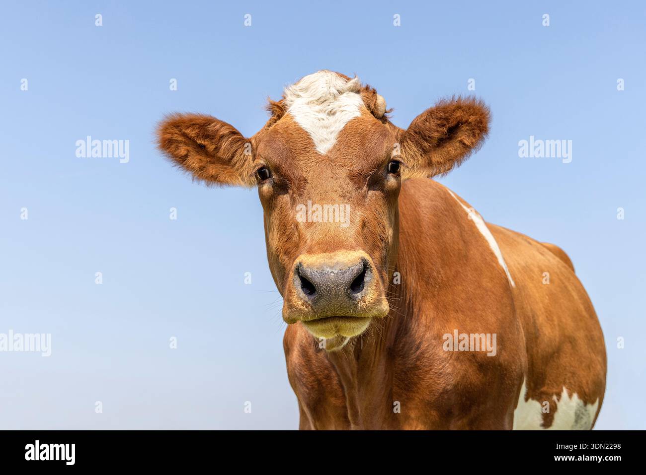 Visage de vache mignon regardant la caméra, portrait de tête, fourrure brun rouge et un fond bleu Banque D'Images