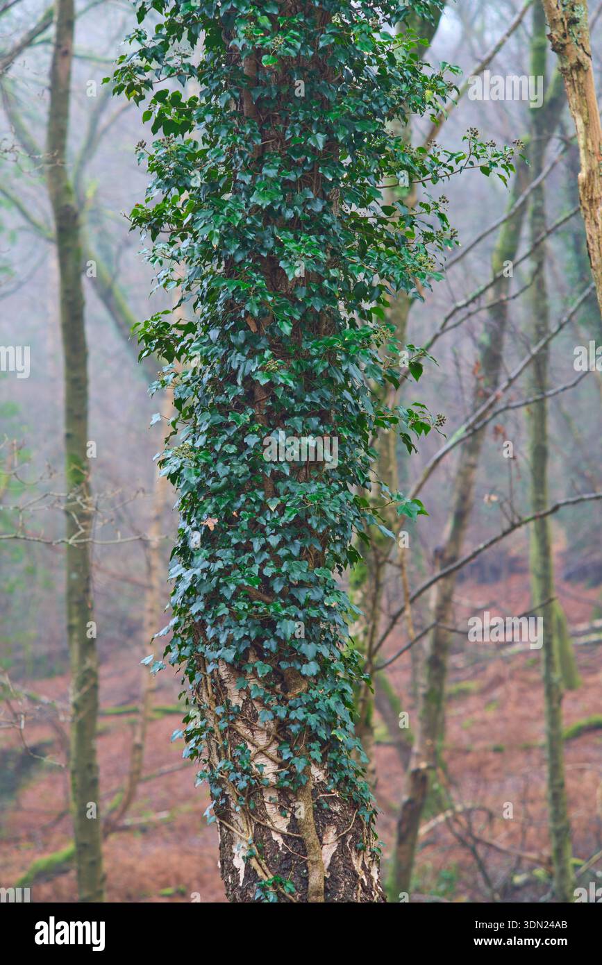 Lierre poussant sur un tronc d'arbre dans un bois brumeux. Banque D'Images
