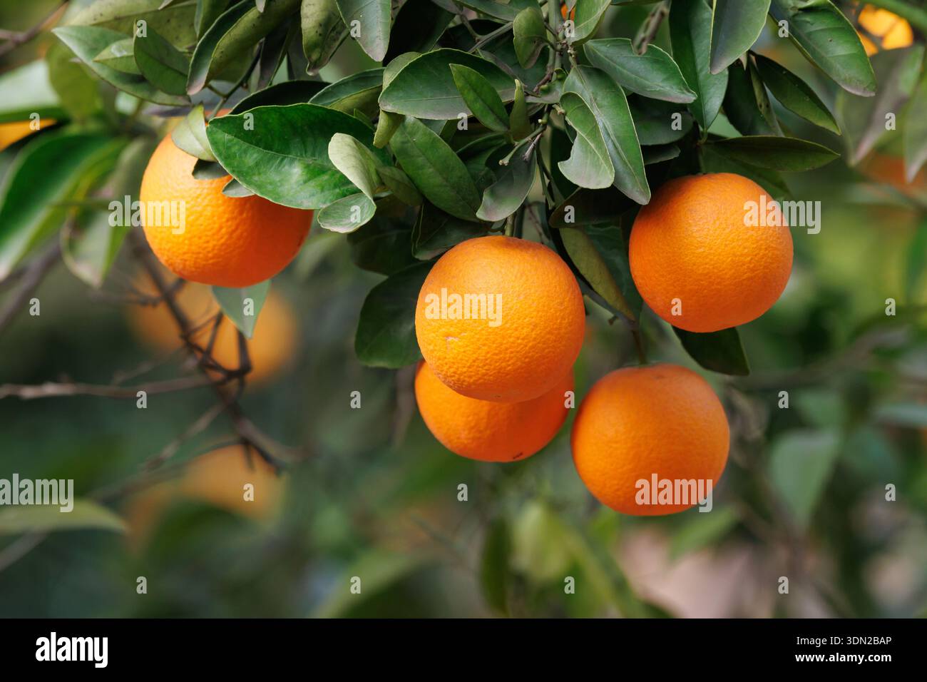 Oranges mûres sur l'arbre, Sellent, Espagne Banque D'Images