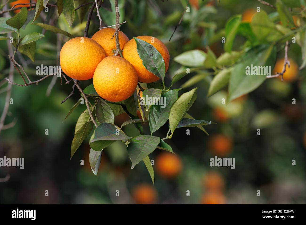 Oranges mûres sur l'arbre, Sellent, Espagne Banque D'Images