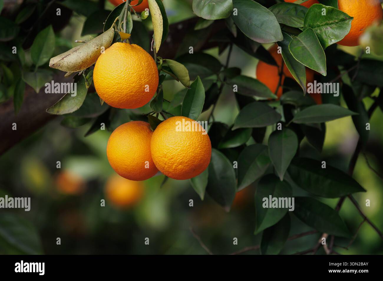 Oranges mûres sur l'arbre, Sellent, Espagne Banque D'Images