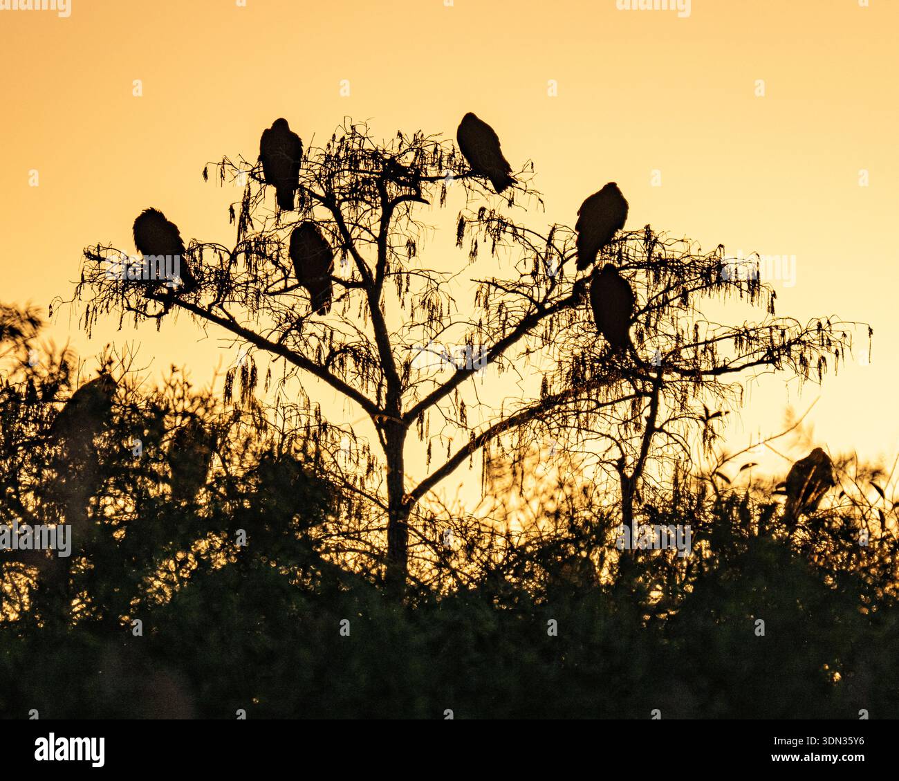 Oiseaux lever de soleil perchés et perchés en silhouette - ciel jaune orange coloré aube spectaculaire lumière d'heure dorée pour un paysage du parc national des Everglades Banque D'Images