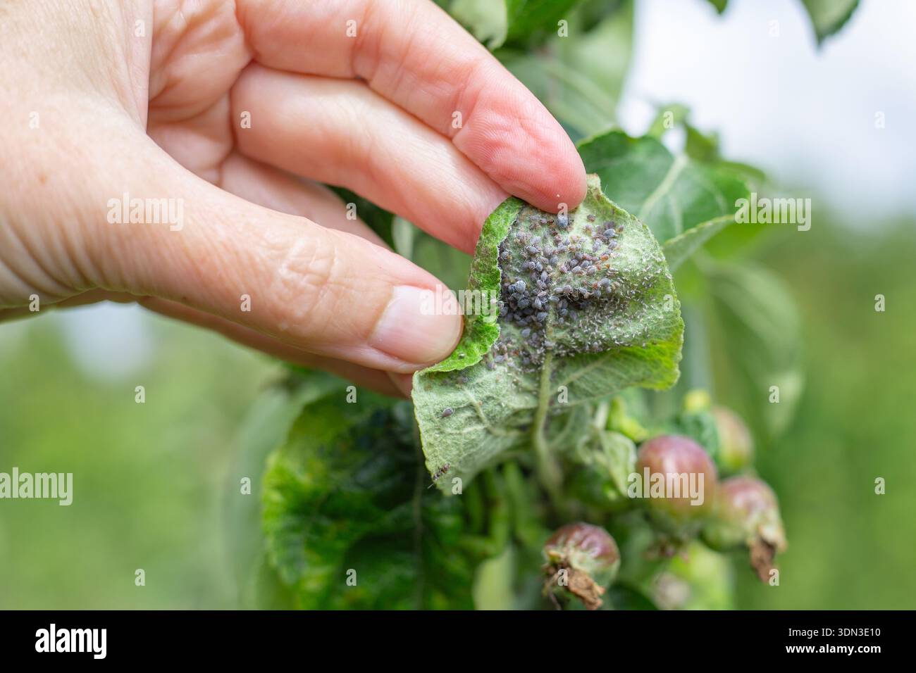 La main d'un jardinier tient une feuille de pommier infestée de pucerons noirs et d'autres ravageurs pour inspection. Banque D'Images