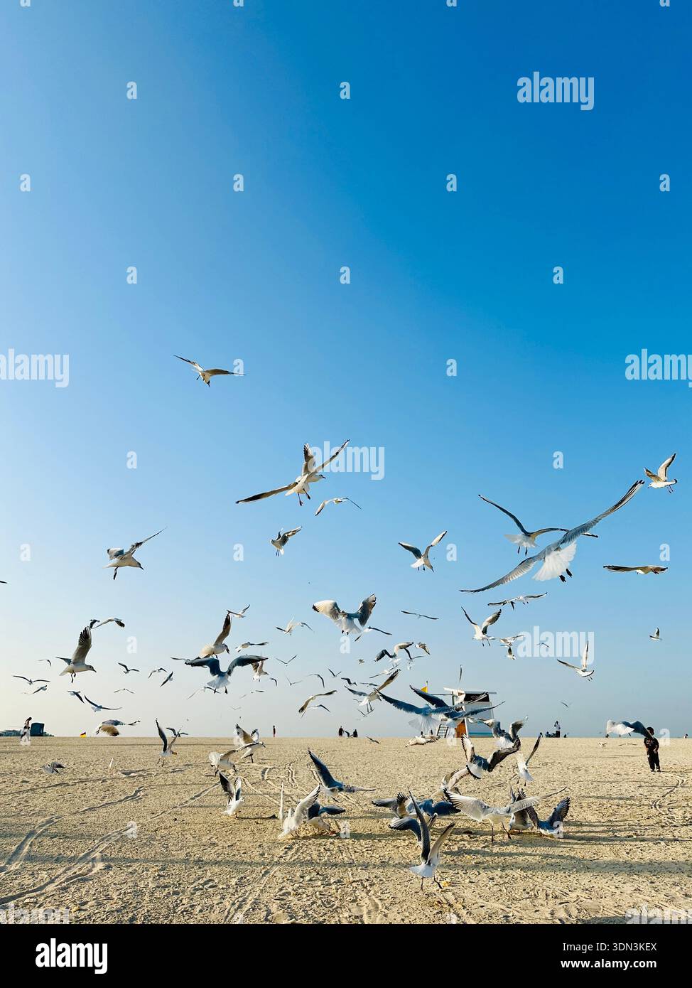 Troupeau de mouettes sur la plage - Image de stock capturée avec un smartphone