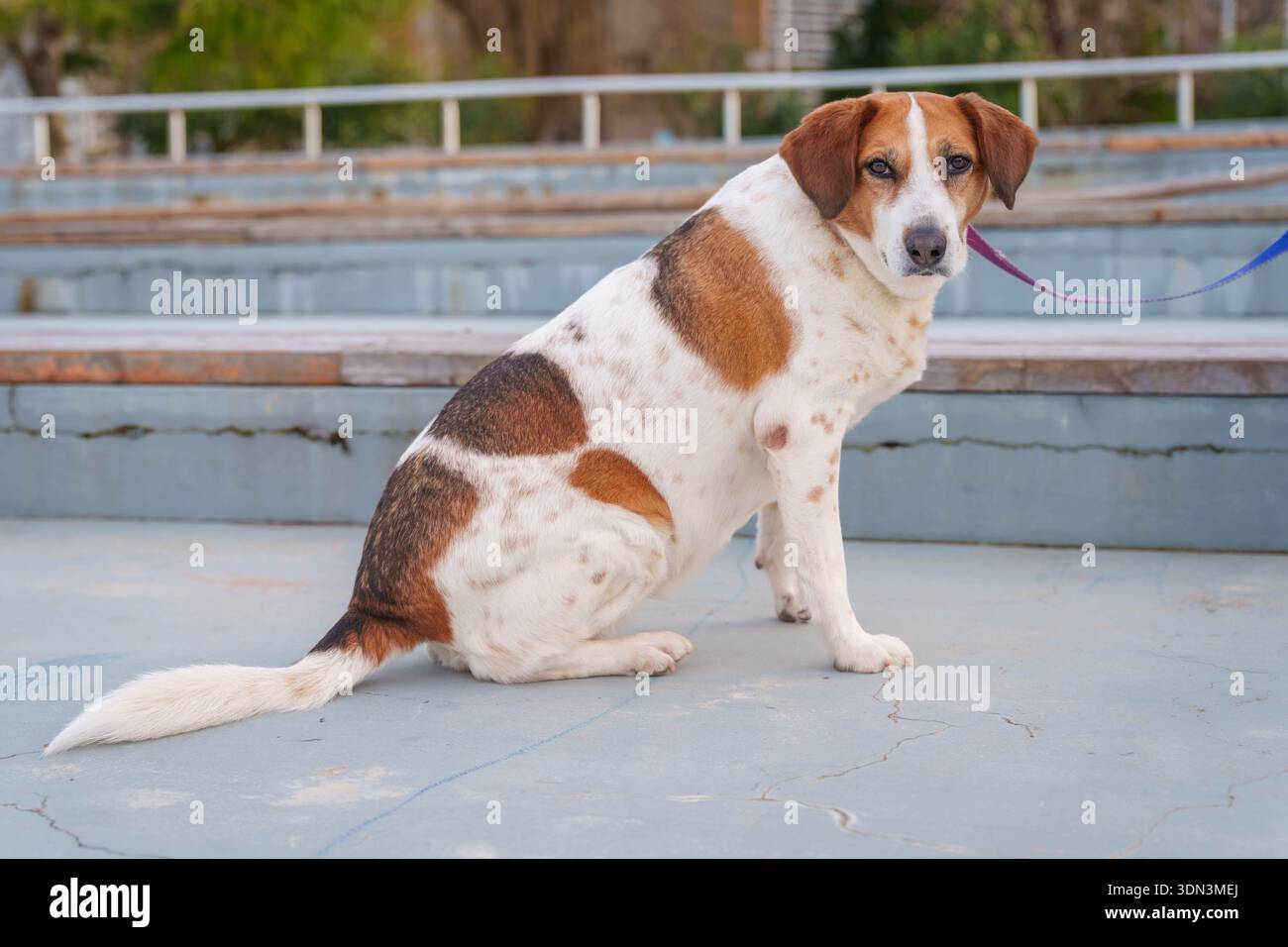 Gros plan portrait d'un chien expressif avec des oreilles brunes et un visage blanc dans un cadre urbain Banque D'Images