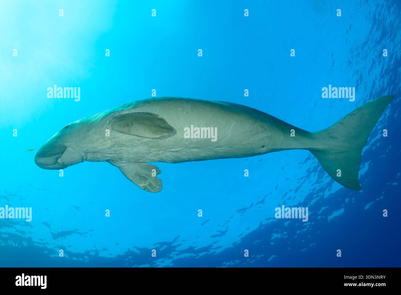 Dugong dugon, Abu Dabbab, mer Rouge, Egypte, Afrique Banque D'Images