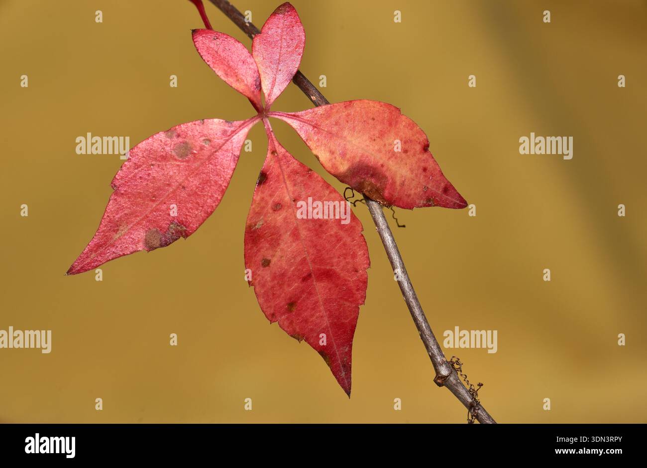 Crabère de Virginie (Parthenocissus quinquefolia) vigne de bois commun. Aussi appelé Woodbine, cinq doigts, cinq feuilles Ivy, floraison de vigne. Un membre du Banque D'Images