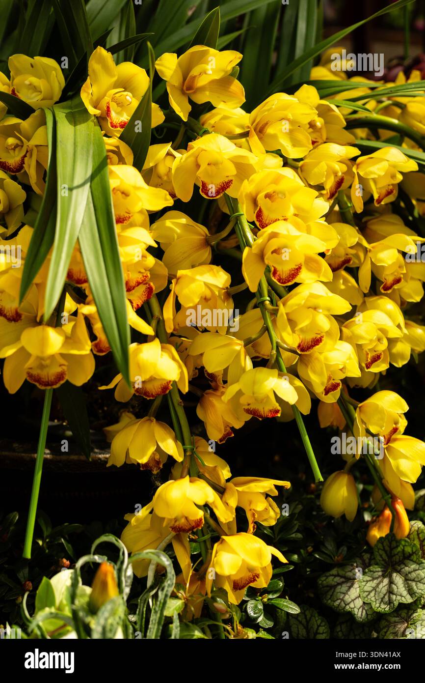 Les orchidées jaunes remplissent un jardin de leurs fleurs lumineuses. La scène montre les plantes poussant luxuriantes et saines parmi les feuilles vertes. C'est le printemps et n Banque D'Images
