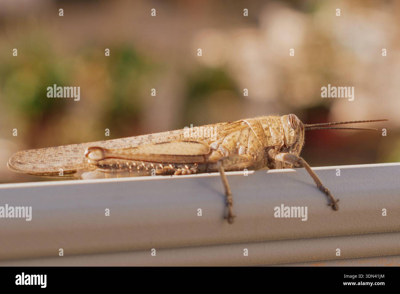 Grande sauterelle égyptienne assise sur une clôture métallique, macro plan d'Anacridium aegyptium en milieu urbain, criquet migrateur et biodiversité sauvage Banque D'Images