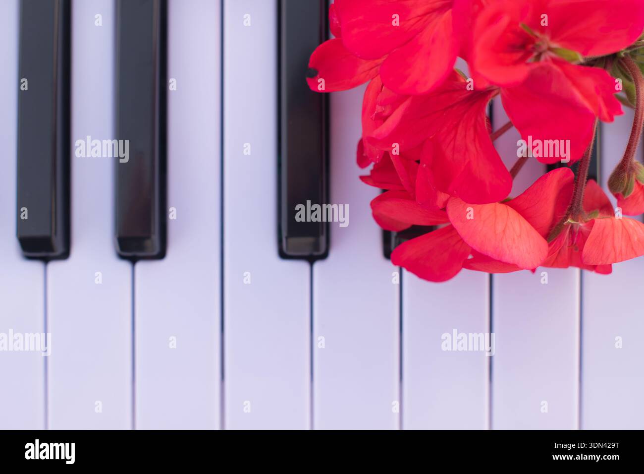 Concept de carte de voeux romantique avec géranium rouge sur les touches de piano, vue de dessus rapprochée de l'instrument de musique avec des fleurs, fond de printemps créatif Banque D'Images