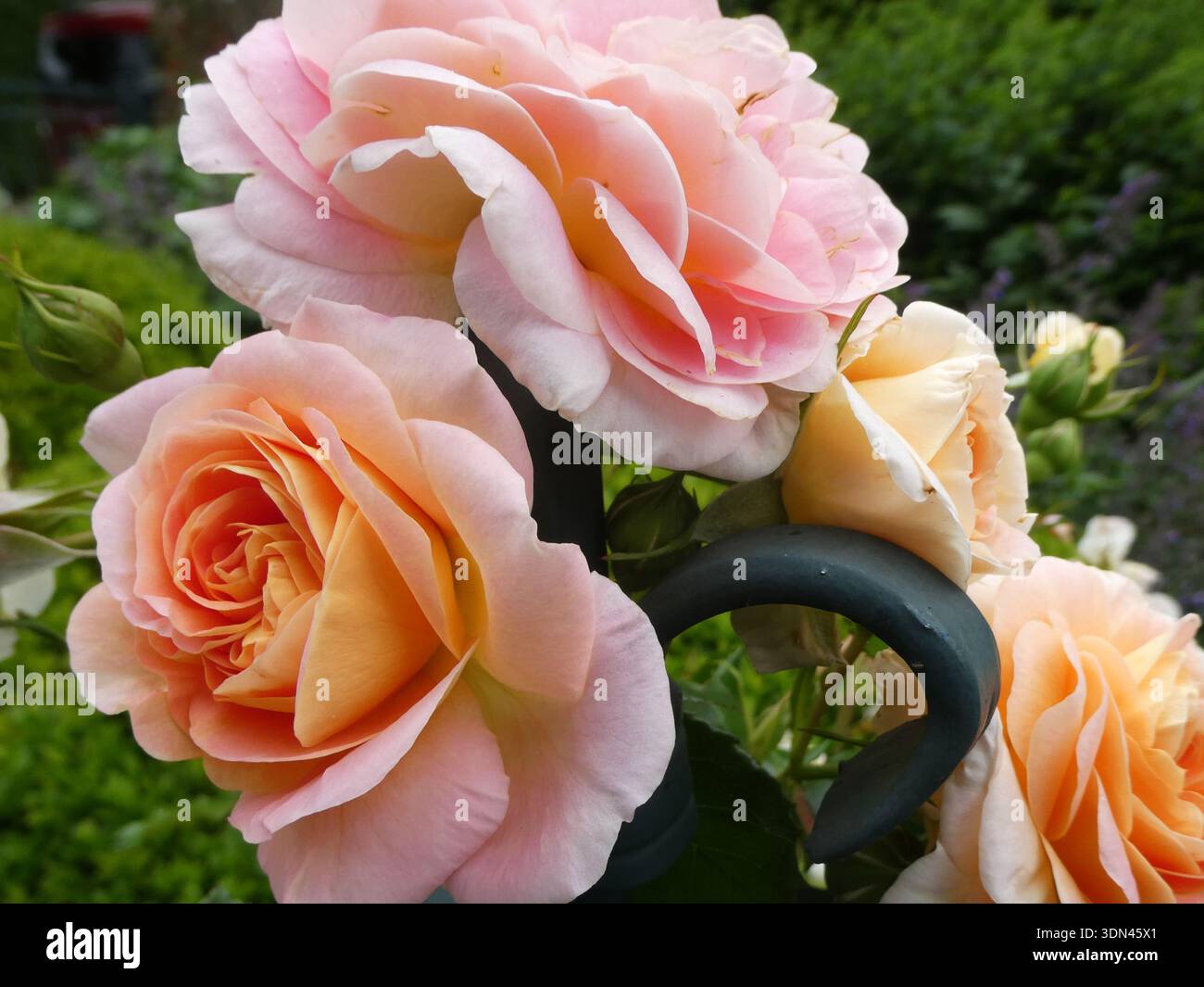 Les roses de couleur saumon fleurissent de manière vibrante, présentant des couches de pétales aux nuances allant du rose doux à la pêche. Les pétales apparaissent veloutés et délicats. Banque D'Images