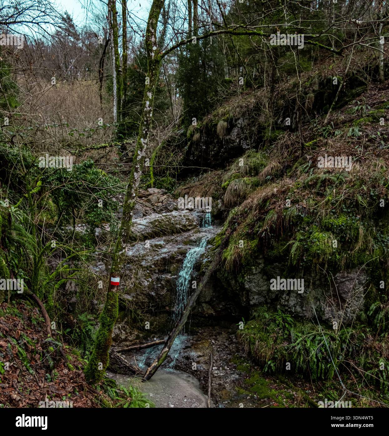 Petite cascade forestière coulant sur des rochers dans un paysage boisé italien luxuriant Banque D'Images