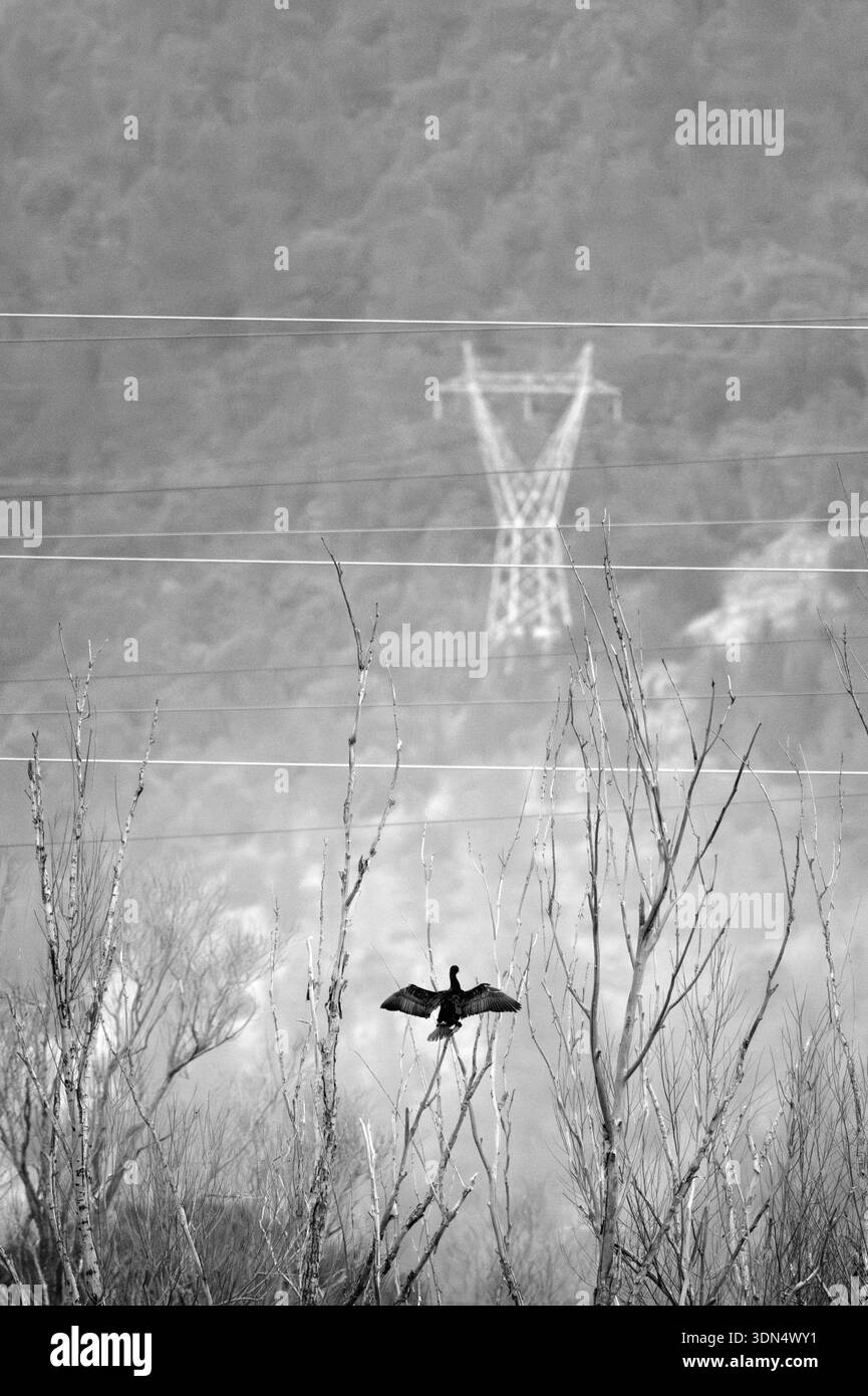 Cormorant près des lignes électriques Banque D'Images