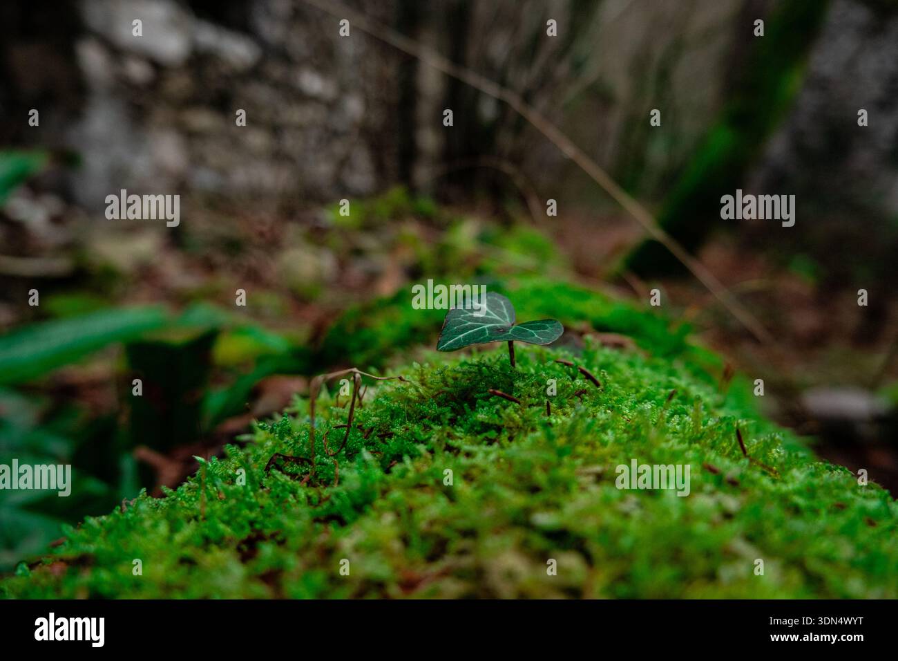 Gros plan macro de mousse verte et de petites feuilles dans un fond de forêt molle Banque D'Images