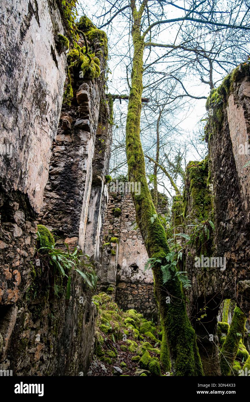 Grands arbres couverts de mousse s'élevant à travers d'anciennes ruines de pierre dans la forêt Banque D'Images