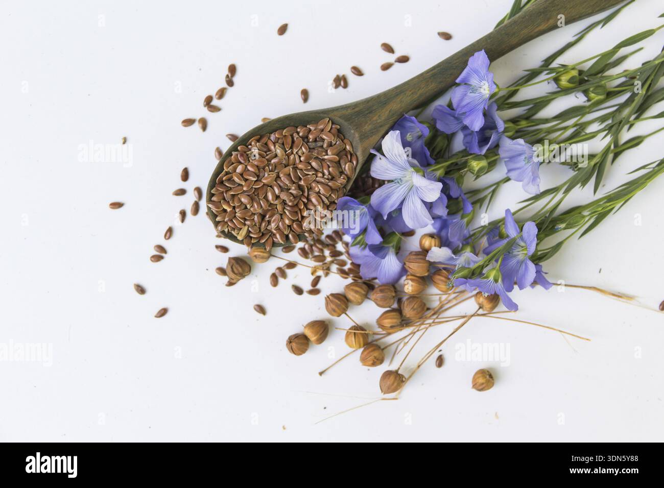 Composition de fleurs de lin et de suchara avec des graines sur fond blanc Banque D'Images