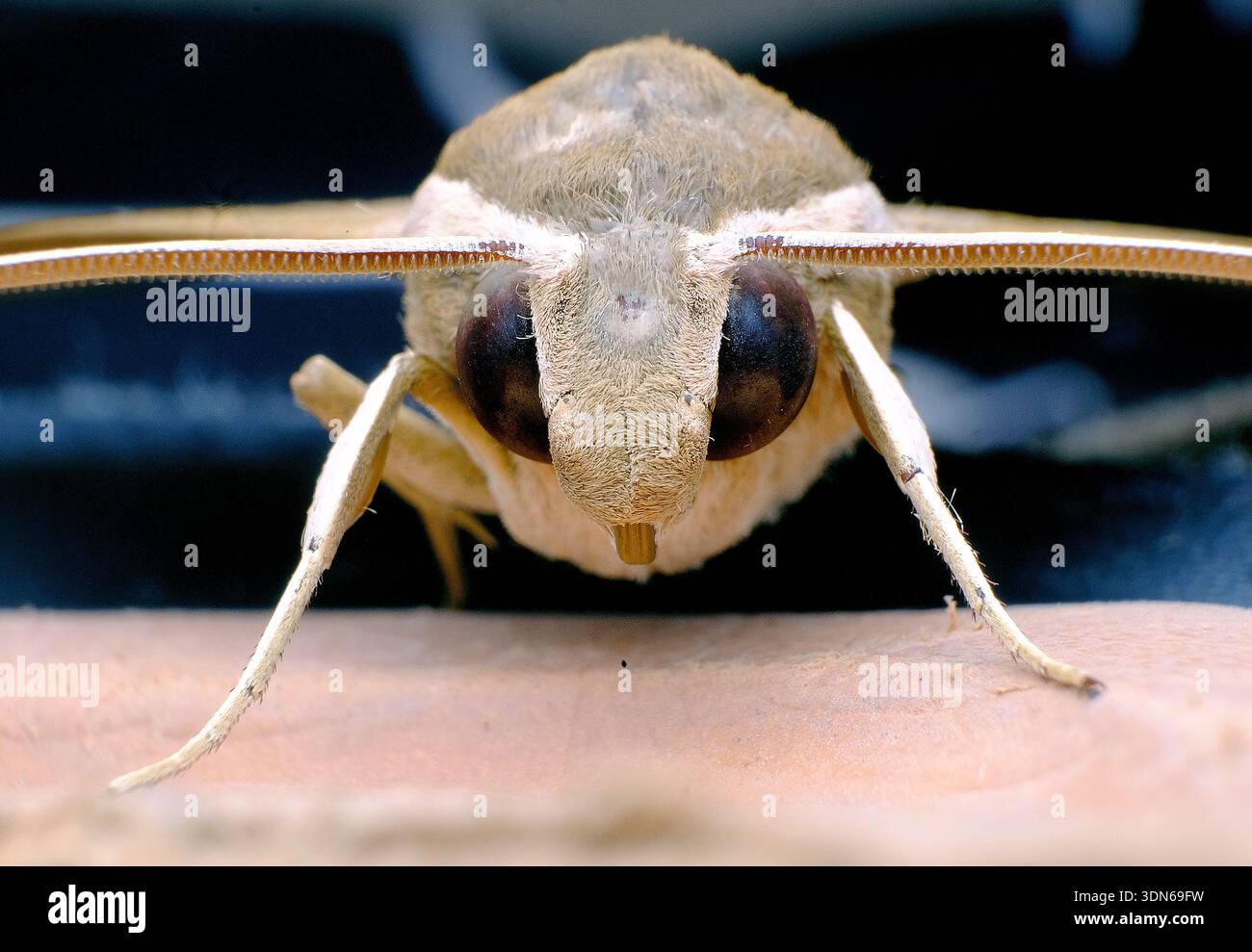 Macro extrême gros plan du visage de Moth montrant des yeux et des antennes détaillés Banque D'Images