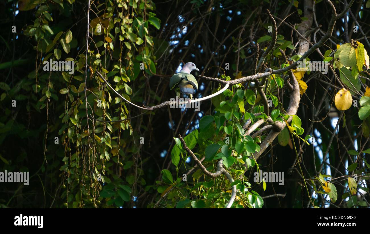 Pigeon impérial vert (Ducula aenea) perché sur une branche d'arbre dans la végétation luxuriante de la forêt tropicale, Malaisie Banque D'Images