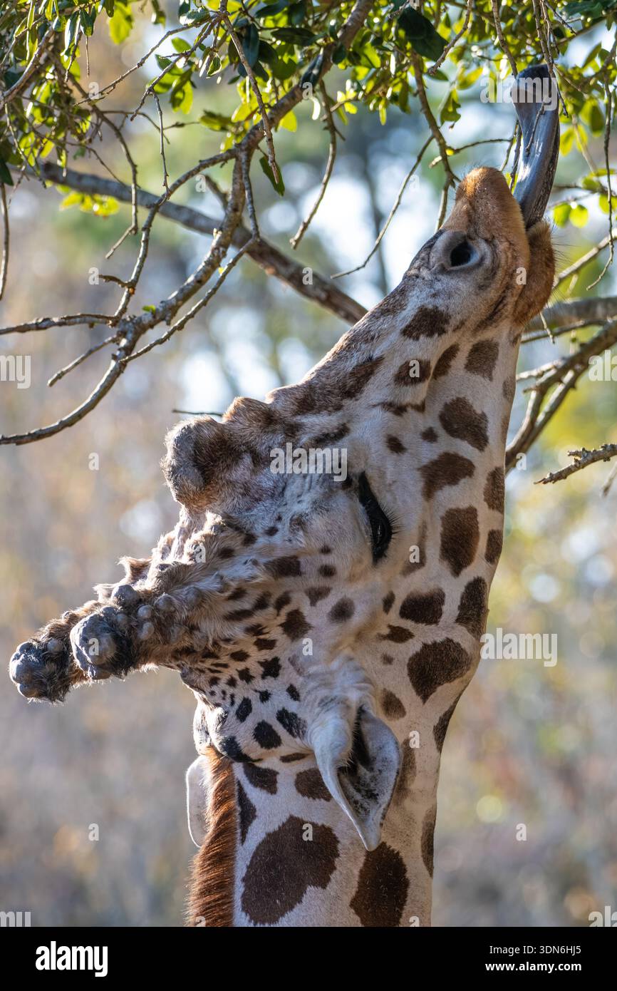 Girafe réticulée (Giraffa camelopardalis reticulata) mangeant d'un arbre au zoo et aux jardins botaniques de Jacksonville, en Floride. (ÉTATS-UNIS) Banque D'Images