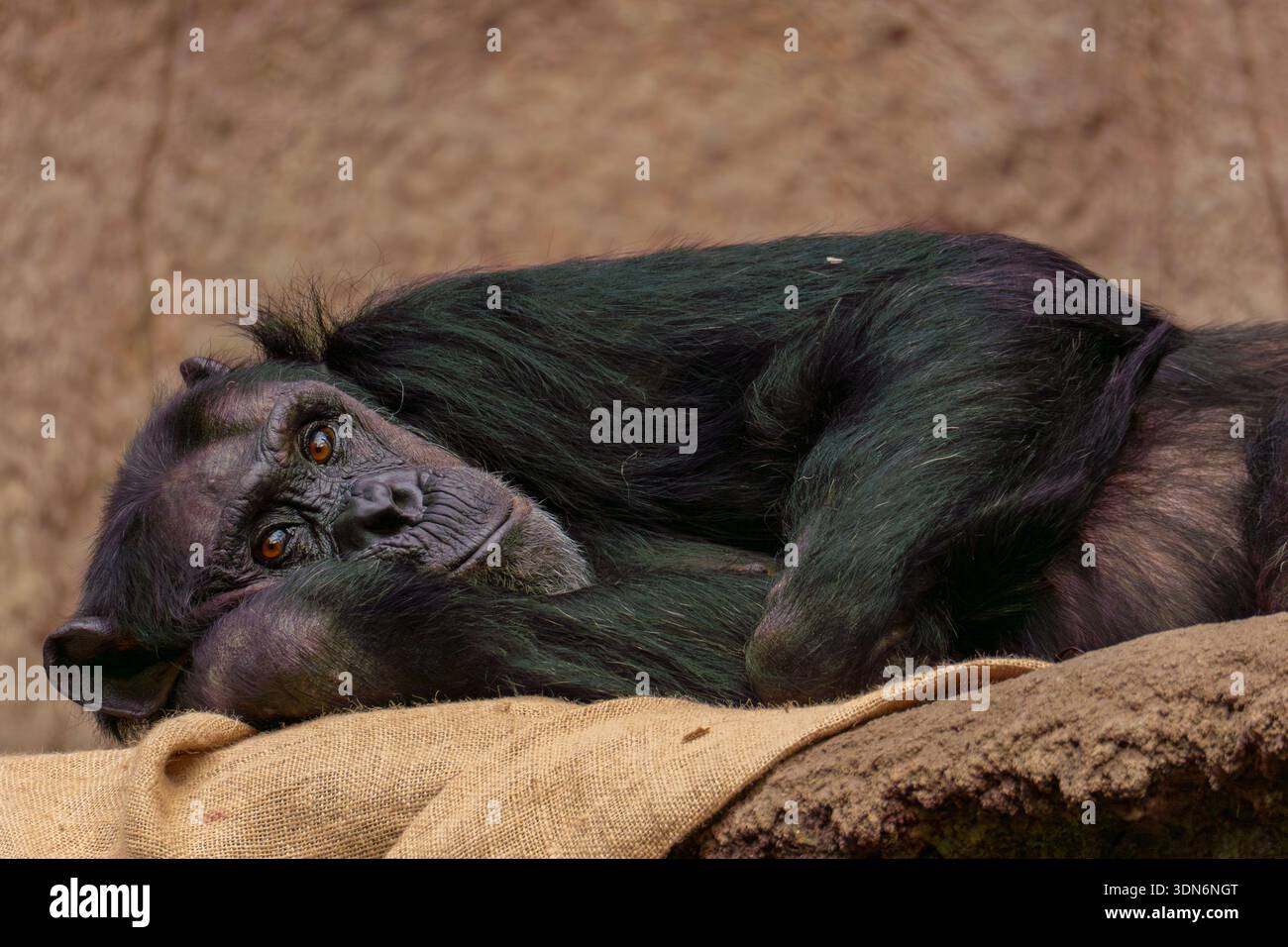 Chimpanzé reposant sur le sol en gros plan Banque D'Images