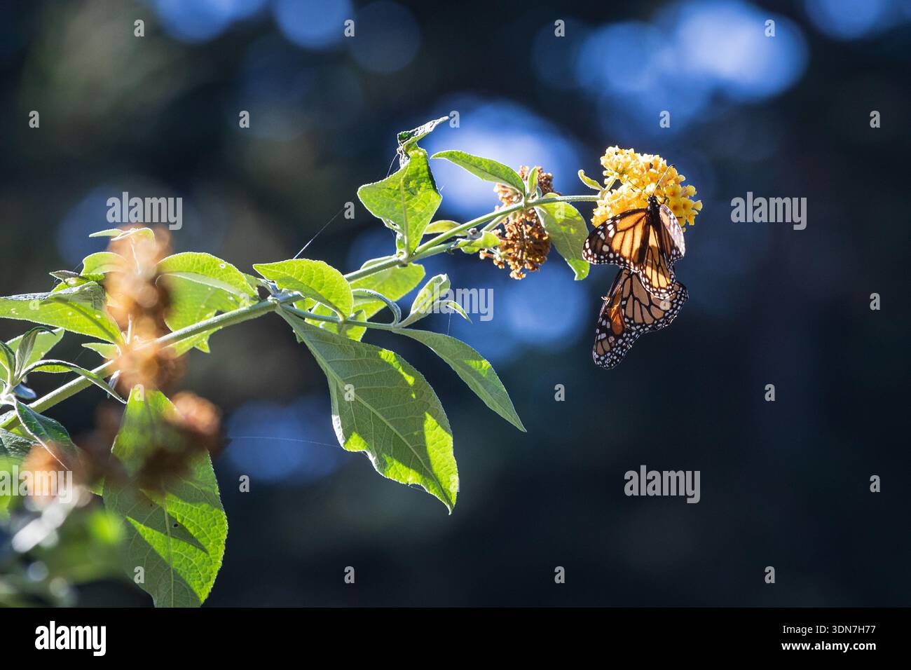 Monarch Butterfly sirops Nectar de Yellow Flowers on Sunlight Bran Banque D'Images
