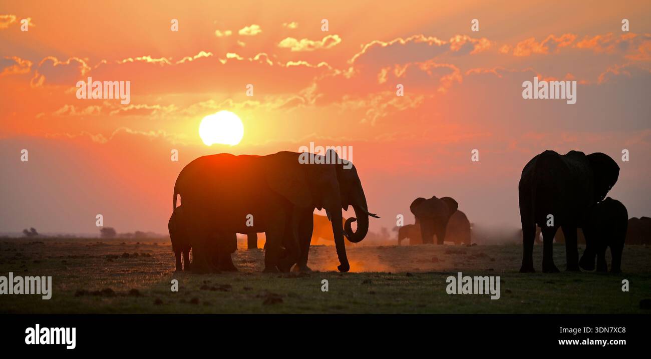 Botswana, Afrique Banque D'Images
