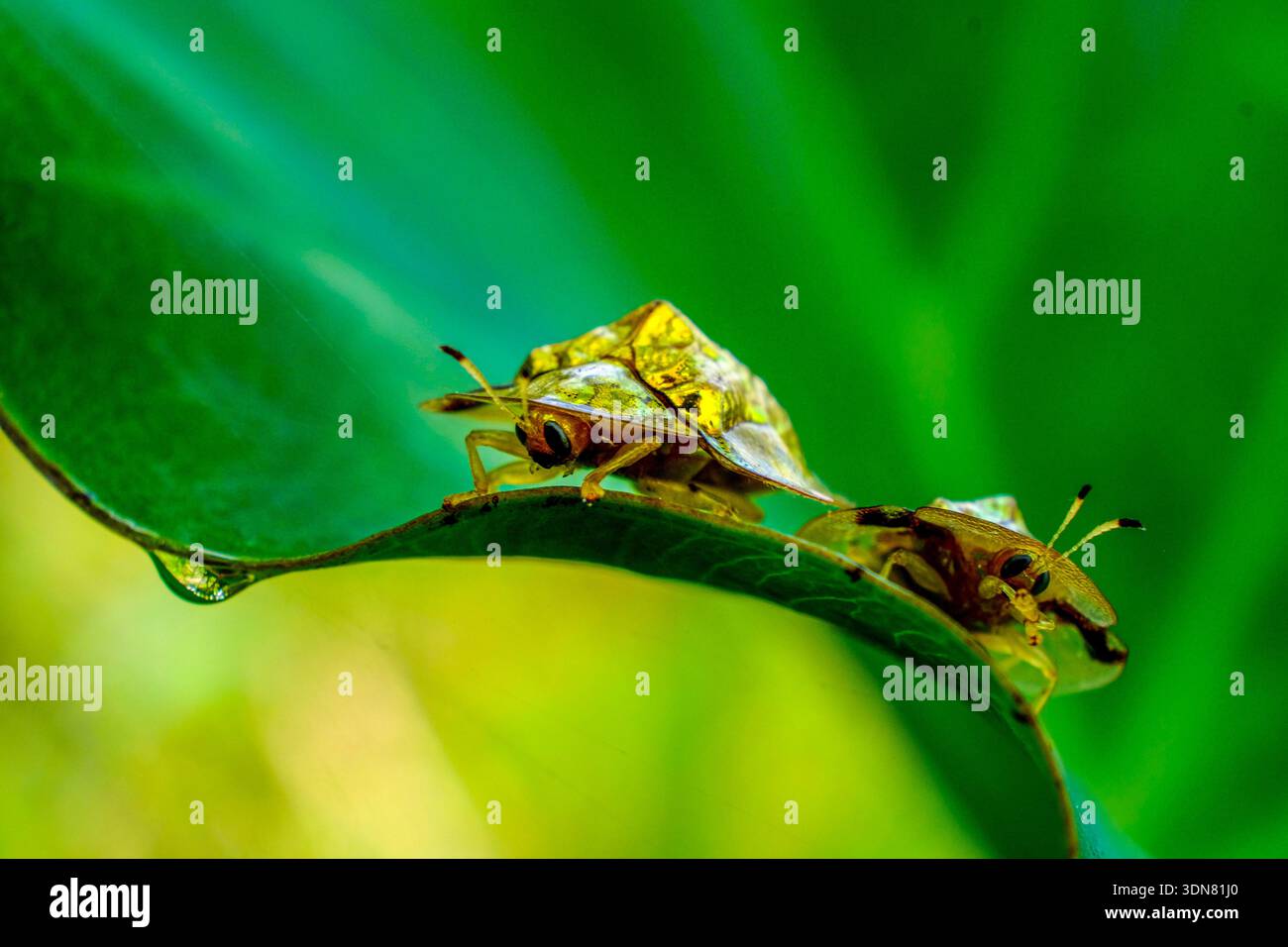 Photo macro de deux coléoptères tortues dorés s'accouplant sur une feuille verte éclatante à la lumière naturelle Banque D'Images