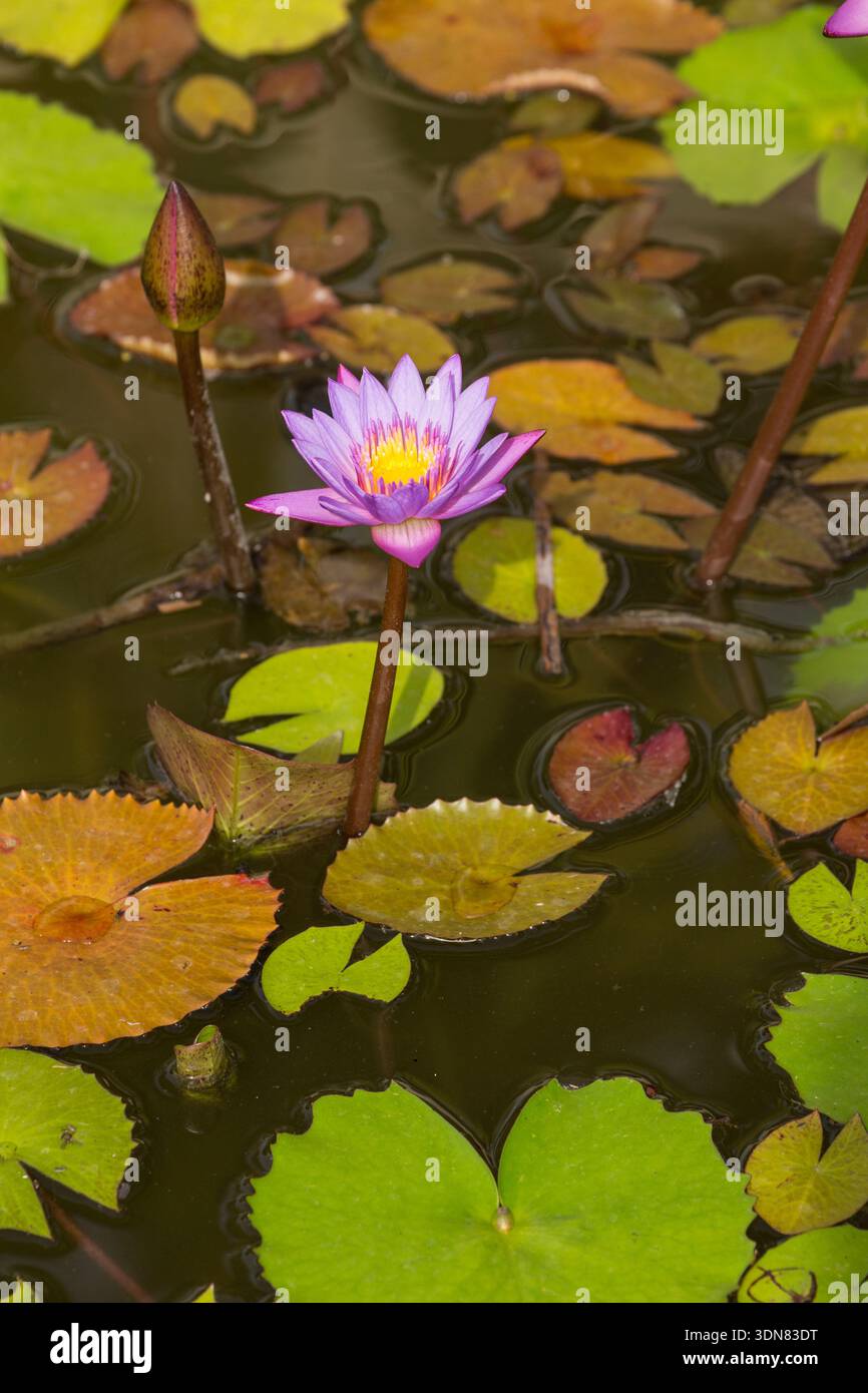 Un Lotus Bleu ou Lotus étoile, Nymphaea nouchali, en fleur à Saint-Domingue, République Dominicaine. Banque D'Images