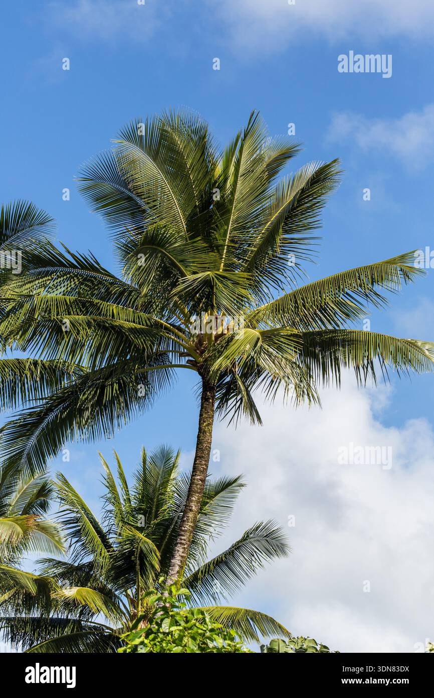 Palmiers de noix de coco, Cocos nucifera, poussant dans un quartier à Hanalei, Kauai, Hawaii. Banque D'Images