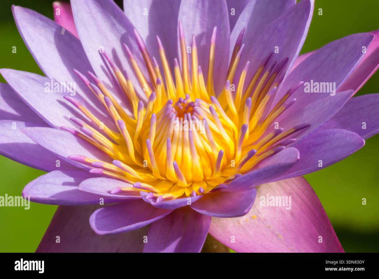 Un Lotus Bleu ou Lotus étoile, Nymphaea nouchali, en fleur à Saint-Domingue, République Dominicaine. Banque D'Images