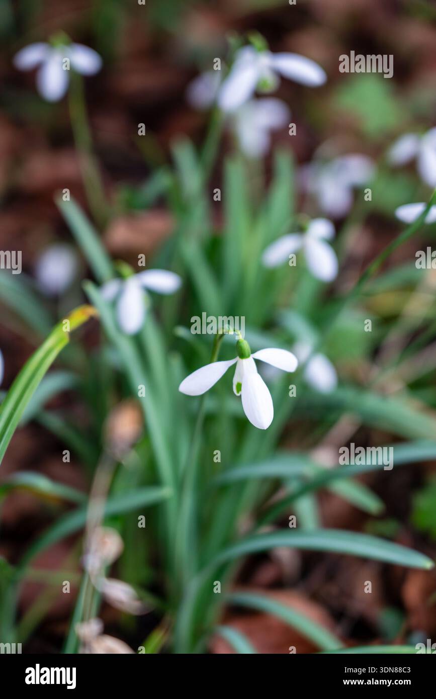 Commune snowdrop Galanthus nivalis Banque D'Images