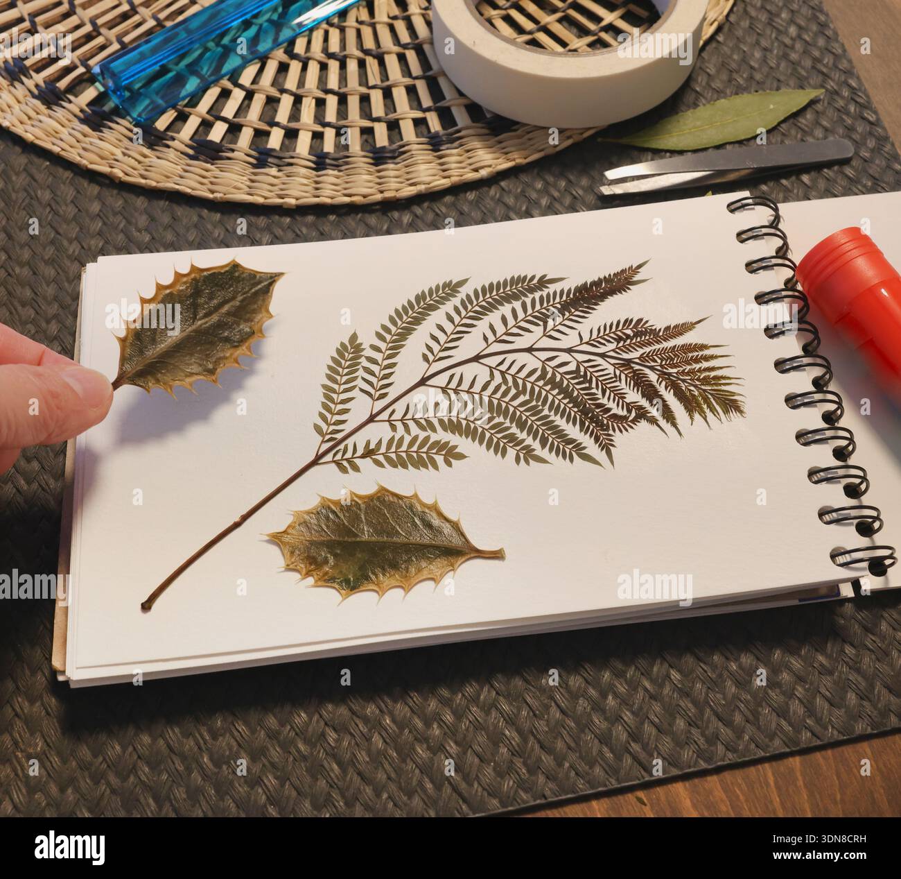 Collection de feuilles et de fleurs pressées et séchées dans un album, herbier. Artisanat et passe-temps. Plantes exotiques de la Méditerranée. Banque D'Images