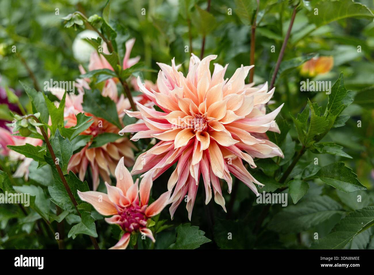 Corail Apricot Rose Pink Rose Peach Dinnerplate AA Dahlia Blooming Macro. Dahlia nommé Labyrinth Banque D'Images