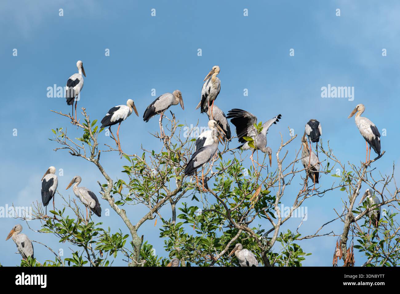 Troupeau d'oiseaux asiatiques Openbill (Anastomus oscitans) perché dans une cime d'arbre, Malaisie Banque D'Images