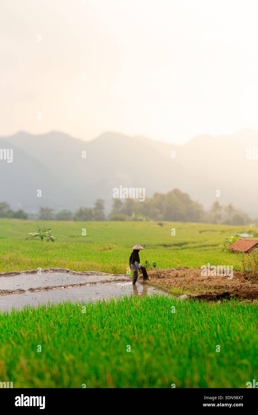 Les agriculteurs labourent les rizières et rangent les limites avec leurs pieds. Cirebon, Indonésie Banque D'Images