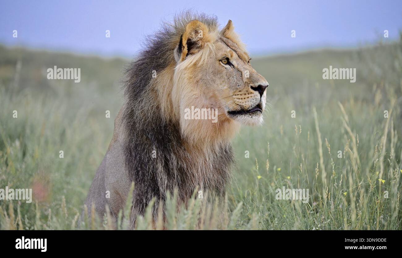 Kgalagadi, Afrique du Sud Banque D'Images