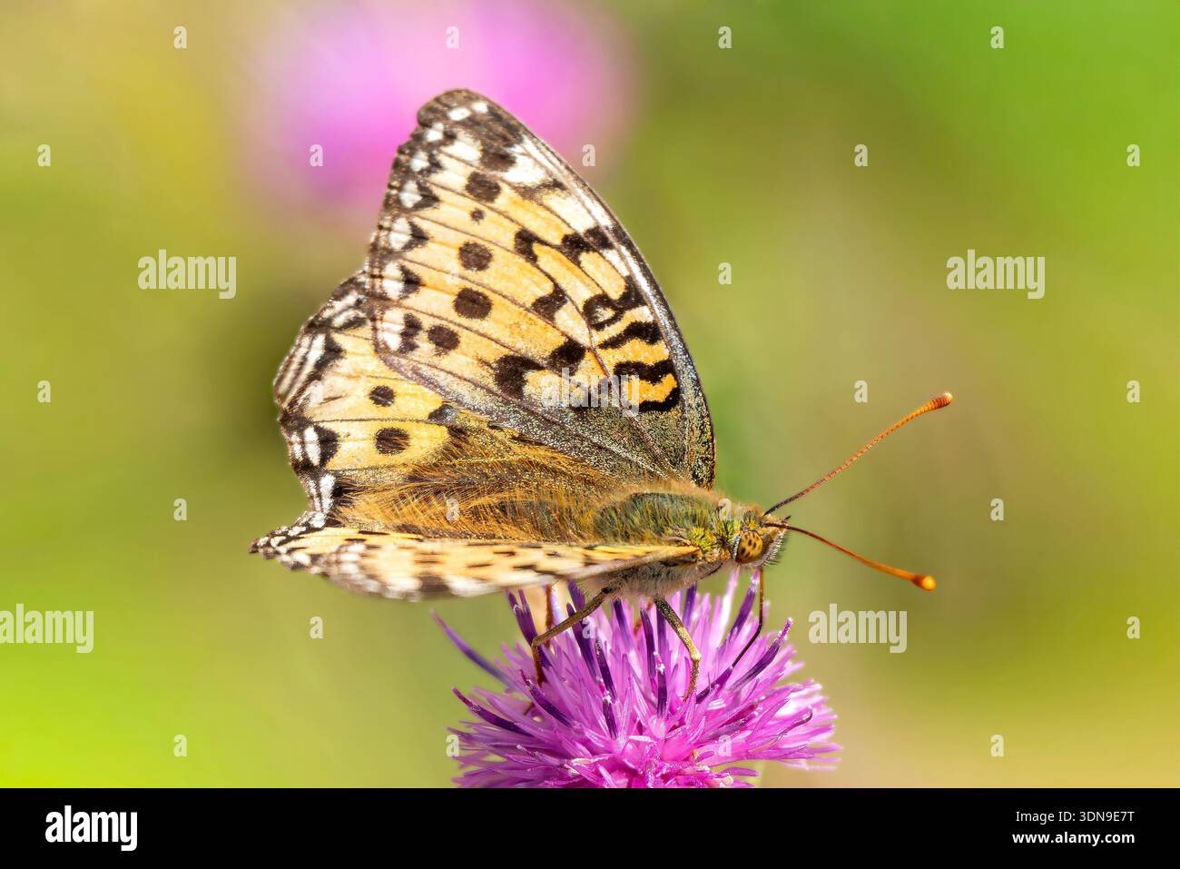 Papillon fritillaire vert foncé (Speyeria aglaia) avec ses ailes déployées qui se trouve volant au printemps et en été, photographie macro nature de Banque D'Images