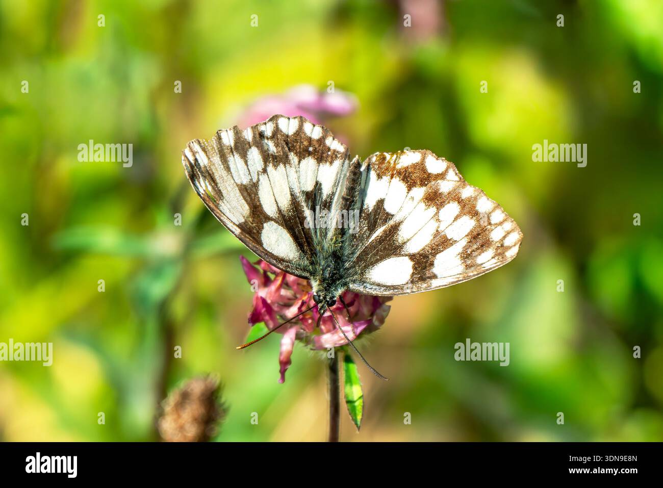 Papillon blanc marbré (Melanagia galathea) avec ses ailes déployées qui se trouve volant au printemps et en été, photographie macro nature de butte Banque D'Images
