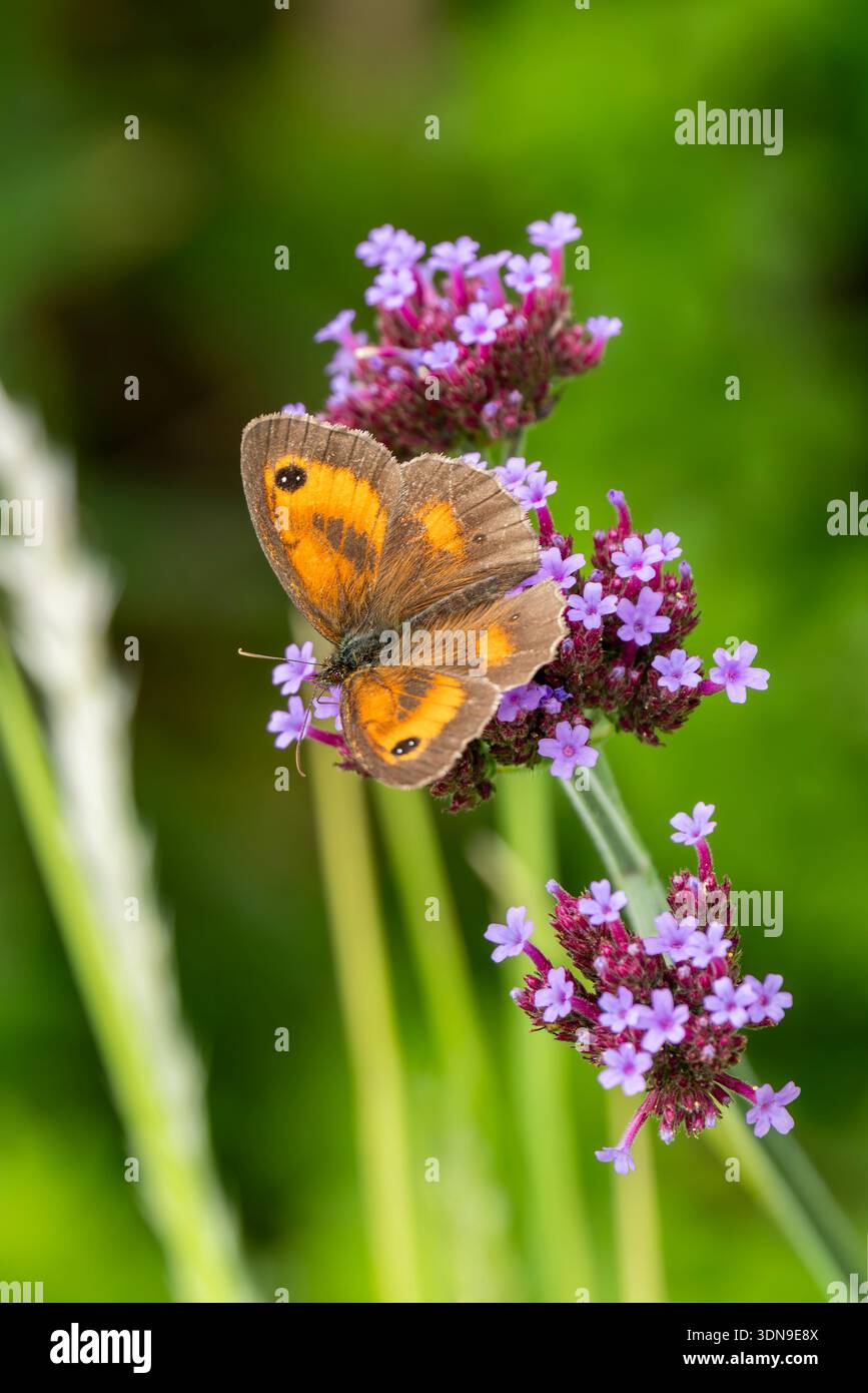 Papillon gardien (Pyronia tithonus) également connu sous le nom de Hedge Brown avec ses ailes ouvertes qui se trouve volant au printemps et en été, macro nature photogr Banque D'Images