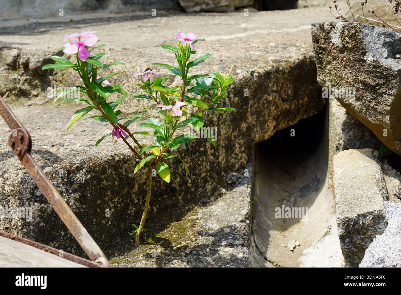 Une jolie fleur fleurissant d'un plan dans un endroit improbable près d'un drain en béton. Banque D'Images