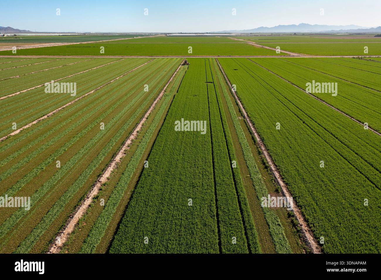 Buckeye, Arizona - la luzerne pousse dans une ferme du désert de l'Arizona. La luzerne utilise beaucoup d'eau, ce qui est un problème comme l'approvisionnement en eau dans l'ouest Banque D'Images