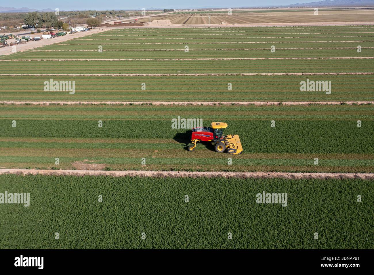 Buckeye, Arizona - Un tracteur coupe la luzerne dans une ferme du désert de l'Arizona. La luzerne utilise beaucoup d'eau, ce qui est un problème comme l'approvisionnement en eau dans le Banque D'Images
