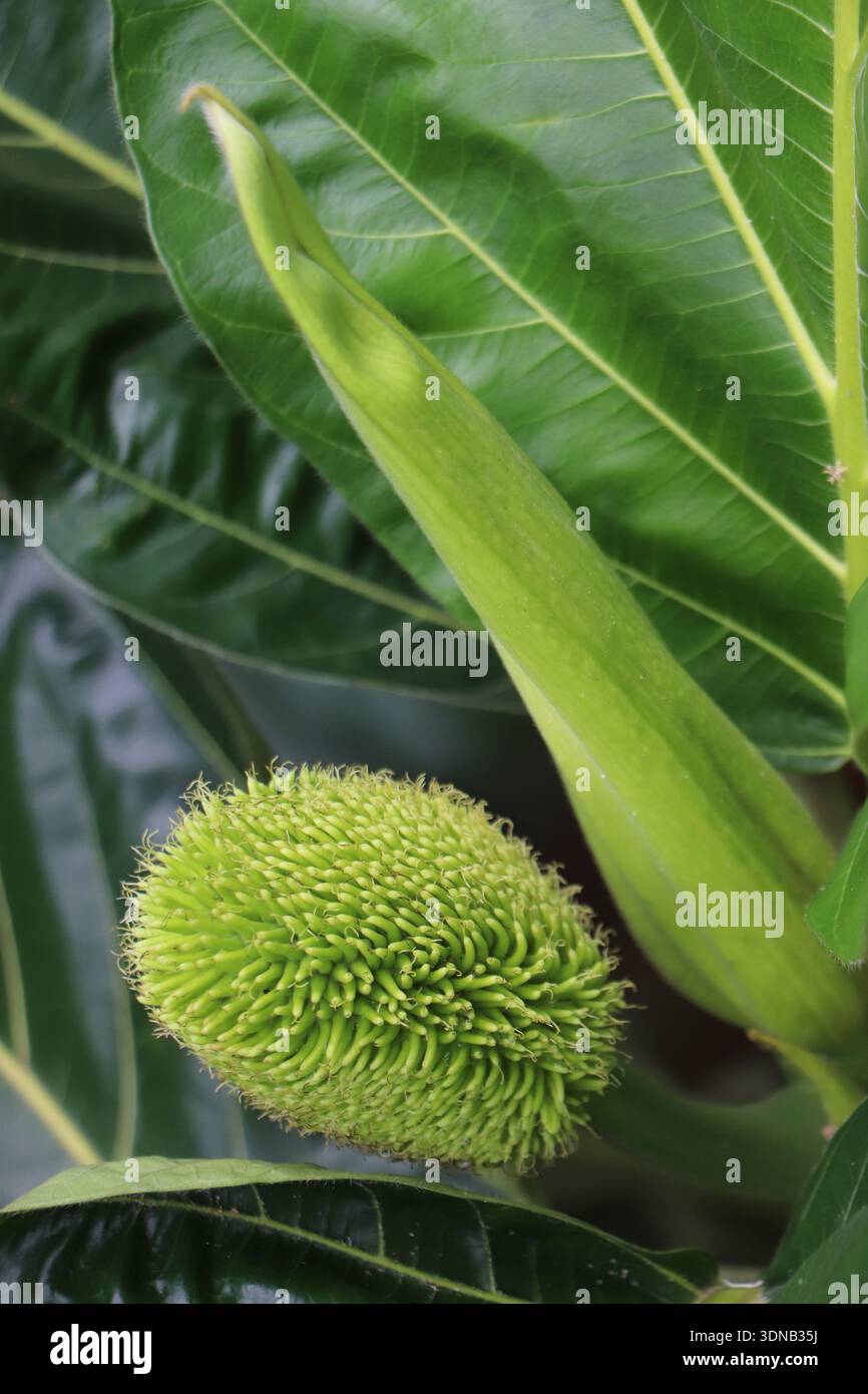 Le fruit à pain (Artocarpus altilis) accroché à un arbre, un superaliment durable pour la sécurité alimentaire mondiale. Banque D'Images