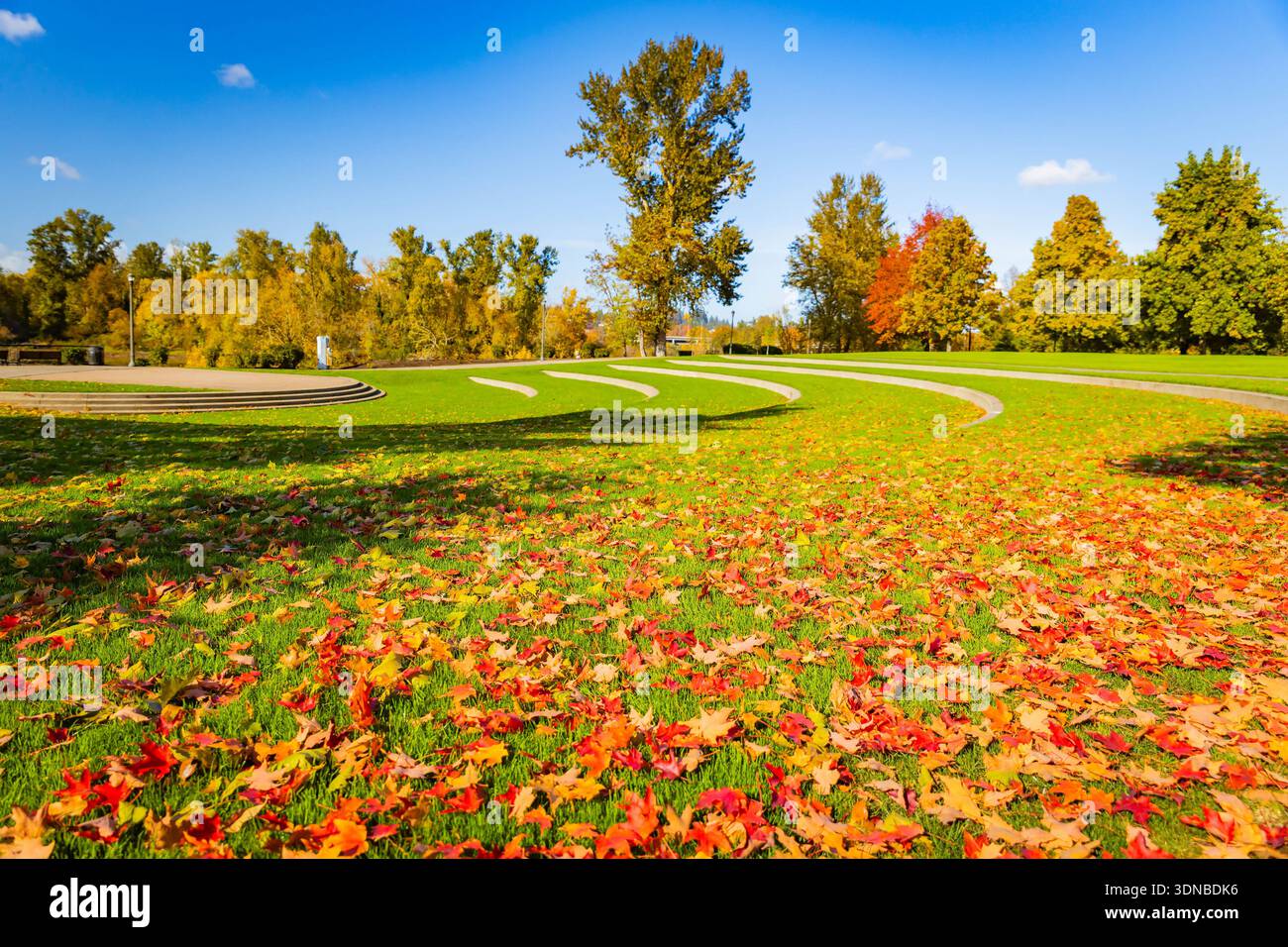 Un vaste champ dans Riverfront City Park est entièrement recouvert d'un épais tapis de feuilles d'automne jaune doré éclatantes Banque D'Images